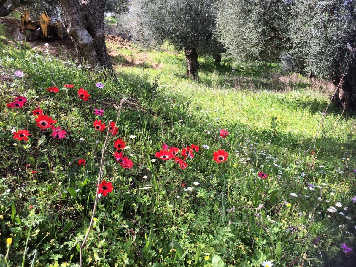 Hakuna Matata Holidays Wooden Lodge With Airco & Pool In Greek Olive Grove Methoni  Bagian luar foto