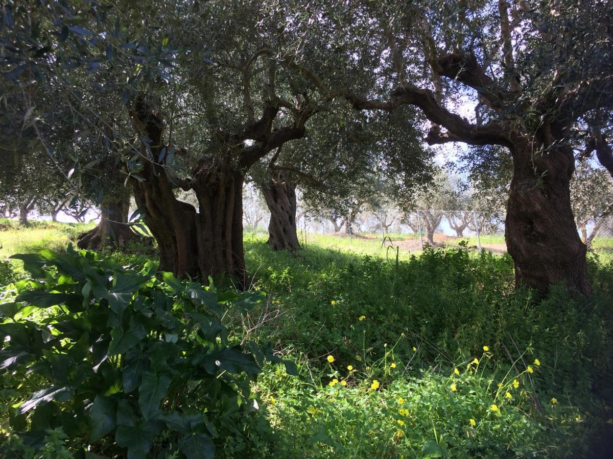 Hakuna Matata Holidays Wooden Lodge With Airco & Pool In Greek Olive Grove Methoni  Bagian luar foto